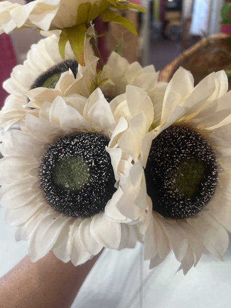 Sunflower Blooming
