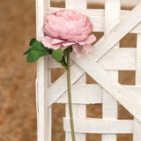 Peony Asst
