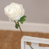 Peony Asst