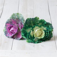 Floral Cabbage